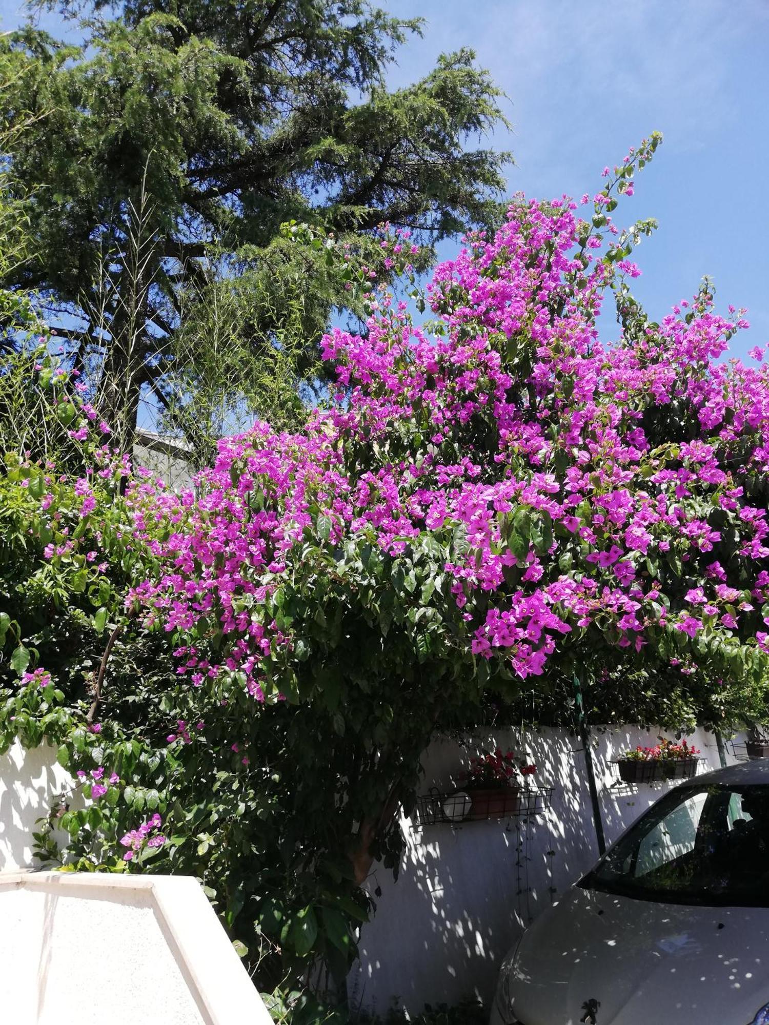 Apartments Poretti For 2,In Center Parking Free In The Yard,6 Min Beach Walk Rovinj Luaran gambar